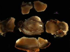  (Corbula luteola - MBI-SCCWRP-00325)  @12 [ ] CreativeCommons - Attribution Non-Commercial (2011) Southern California Coastal Water Research Southern California Coastal Water Research