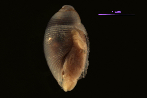  (Gastropoda_order_incertae_sedis - MBI-SCCWRP-00343)  @12 [ ] CreativeCommons - Attribution Non-Commercial (2011) Southern California Coastal Water Research Southern California Coastal Water Research