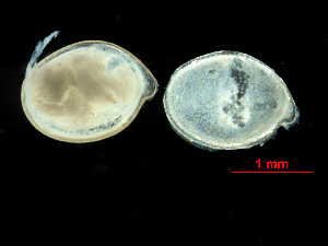  ( - MBI-SCCWRP-00595)  @13 [ ] CreativeCommons - Attribution Non-Commercial (2012) Southern California Coastal Water Research Southern California Coastal Water Research