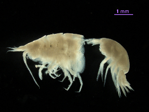  (Hippomedon sp. A - MBI-SCCWRP-00615)  @11 [ ] CreativeCommons - Attribution Non-Commercial (2012) Southern California Coastal Water Research Southern California Coastal Water Research