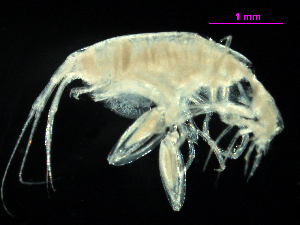  (Stenothoe frecanda - MBI-SCCWRP-00629)  @13 [ ] CreativeCommons - Attribution Non-Commercial (2012) Southern California Coastal Water Research Southern California Coastal Water Research