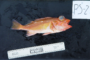  ( - PS-02)  @11 [ ] No Rights Reserved (2009) Coastal Marine Biolabs Coastal Marine Biolabs