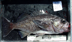 ( - 1-BC)  @14 [ ] No Rights Reserved (2009) Coastal Marine Biolabs Coastal Marine Biolabs