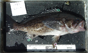  ( - GM-2)  @12 [ ] No Rights Reserved (2009) Coastal Marine Biolabs Coastal Marine Biolabs