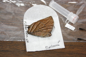  (Memphis philumena philumena - FLMNH-05011)  @12 [ ] CreativeCommons - Attribution Non-Commercial Share-Alike (2011) Fernando M. S. Dias McGuire Center for Lepidoptera and Biodiversity - UF