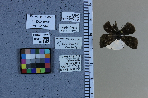  (Staphylus cartagoa - JRAL-COI-14)  @11 [ ] CreativeCommons  Attribution Non-Commercial (by-nc) (2021) Unspecified McGuire Center for Lepidoptera and Biodiversity, Florida Museum of Natural History, University of Florida