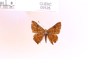  (Befrostia sp. 1 - CLEIIC6535)  @11 [ ] c (2025) Adalberto Dantas de Medeiros UFPR