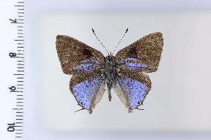  ( - DRD1921)  @11 [ ] c  Diego Dolibaina Universidade Federal do Parana