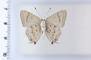  ( - DRD1921)  @11 [ ] c  Diego Dolibaina Universidade Federal do Parana