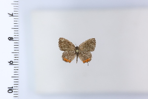  ( - DRD1924)  @11 [ ] c  Diego Dolibaina Universidade Federal do Parana