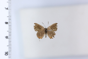  ( - DRD1925)  @11 [ ] c  Diego Dolibaina Universidade Federal do Parana