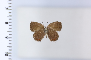  ( - DRD1927)  @11 [ ] c  Diego Dolibaina Universidade Federal do Parana