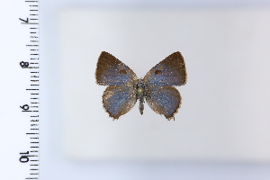  ( - DRD1960)  @11 [ ] c  Diego Dolibaina Universidade Federal do Parana