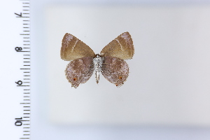  ( - DRD1960)  @11 [ ] c  Diego Dolibaina Universidade Federal do Parana