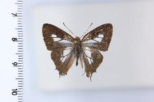  ( - DRD1962)  @11 [ ] c  Diego Dolibaina Universidade Federal do Parana