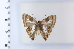  ( - DRD1962)  @11 [ ] c  Diego Dolibaina Universidade Federal do Parana