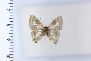  ( - DRD1963)  @11 [ ] c  Diego Dolibaina Universidade Federal do Parana