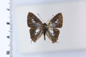  ( - DRD1964)  @11 [ ] c  Diego Dolibaina Universidade Federal do Parana