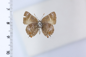  ( - DRD1965)  @11 [ ] c  Diego Dolibaina Universidade Federal do Parana