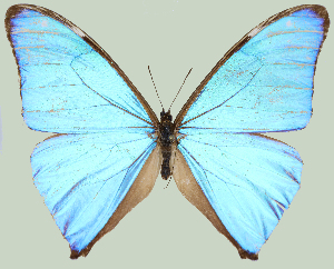  ( - DRD1972)  @11 [ ] c  Diego Dolibaina Universidade Federal do Parana