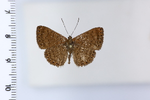  ( - DRD1987)  @11 [ ] c  Diego Dolibaina Universidade Federal do Parana