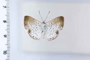  ( - DRD1987)  @11 [ ] c  Diego Dolibaina Universidade Federal do Parana