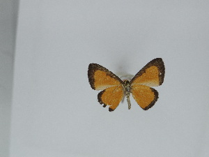  ( - DRD802)  @11 [ ] c (2024) Diego Dolibaina UFPR