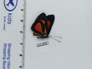  (Pterographium inaria - DRD850)  @11 [ ] c (2024) Diego Dolibaina UFPR