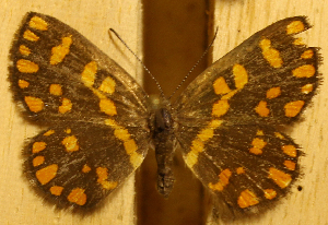  (Synargis axenus - DZ21.321)  @11 [ ] c  Diego Dolibaina Universidade Federal do Paraná