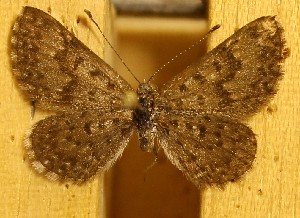  ( - DZ27.739)  @11 [ ] c  Diego Dolibaina Universidade Federal do Paraná