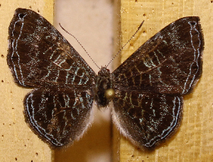  (Catocyclotis zerna - DZ33.293)  @11 [ ] c  Diego Dolibaina Universidade Federal do Paran&aacute;