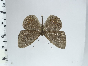  ( - DZ44.307)  @11 [ ] c (2024) Diego Dolibaina UFPR