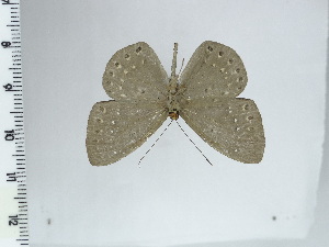  ( - DZ44.307)  @11 [ ] c (2024) Diego Dolibaina UFPR