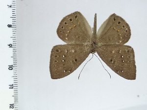  ( - DZ44.377)  @11 [ ] c (2024) Diego Dolibaina UFPR