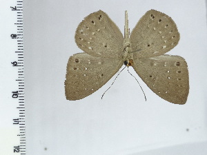  ( - DZ44.377)  @11 [ ] c (2024) Diego Dolibaina UFPR