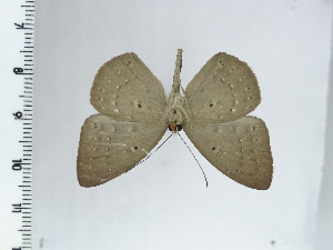  ( - DZ44.452)  @11 [ ] c (2024) Diego Dolibaina UFPR