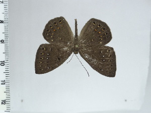  ( - DZ44.517)  @11 [ ] c (2024) Diego Dolibaina UFPR