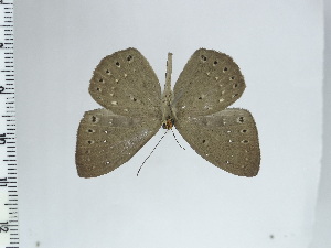  ( - DZ44.517)  @11 [ ] c (2024) Diego Dolibaina UFPR