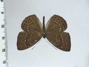  (Eurybia tephrias - DZ44.558)  @11 [ ] c (2024) Diego Dolibaina UFPR