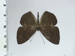  ( - DZ44.608)  @11 [ ] c (2024) Diego Dolibaina UFPR