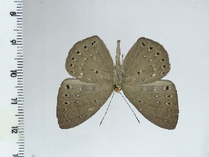  ( - DZ44.608)  @11 [ ] c (2024) Diego Dolibaina UFPR