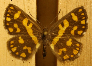  ( - DZ50.902)  @11 [ ] c  Diego Dolibaina Universidade Federal do Paraná