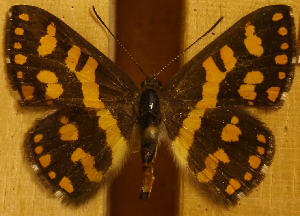  ( - DZ50.903)  @11 [ ] c  Diego Dolibaina Universidade Federal do Paraná