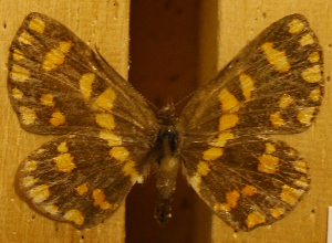  ( - DZ50.942)  @11 [ ] c  Diego Dolibaina Universidade Federal do Paraná