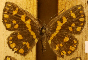  ( - DZ51.022)  @11 [ ] c  Diego Dolibaina Universidade Federal do Paraná