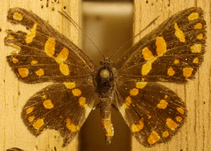  ( - DZ51.073)  @11 [ ] c  Diego Dolibaina Universidade Federal do Paraná