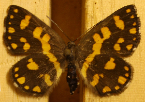  ( - DZ51.083)  @11 [ ] c  Diego Dolibaina Universidade Federal do Paraná