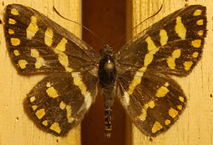  ( - DZ51.122)  @11 [ ] c  Diego Dolibaina Universidade Federal do Paraná