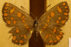  ( - DZ51.123)  @11 [ ] c  Diego Dolibaina Universidade Federal do Paraná