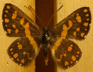  ( - DZ51.142)  @11 [ ] c  Diego Dolibaina Universidade Federal do Paraná